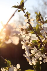 The rays of the setting sun shine through the foliage of a flowering tree. High quality photo