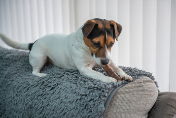 Jack Russell dog with dog chew sitting on the back of a couch at home 