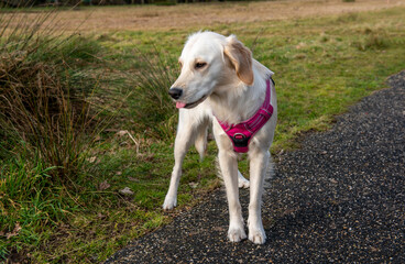 Portrait image of young golden retriever dog in a pink harness outdoors in a green park walking off lead