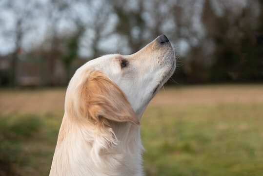 Side profile portrait image of a beautiful young golden retriever looking up towards the sky 