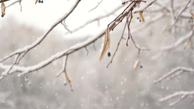 Winter background with snowy linden tree branch in peaceful frozen nature