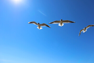 Seagulls against a clear blue sky. A group of white birds with a black heads flies freely in the air over the Gulf of Finland on a bright sunny day.