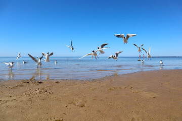 Seagulls on sea beach. Landscape with group of white birds flying and swimming off the seashore. View of the coast of the Gulf of Finland on a bright sunny day.