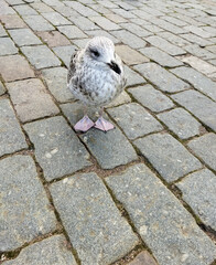Herring gull chick walks along a stone pavement. Close-up portrait of a large young bird.