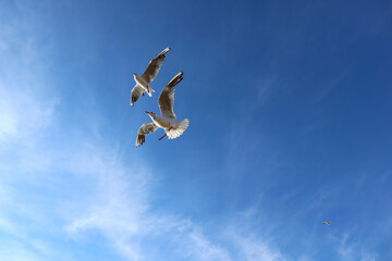 Seagulls against a clear blue sky. A group of white birds with a black heads flies freely in the air over the Gulf of Finland on a bright sunny day.