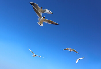 Seagulls against a clear blue sky. A group of white birds with a black heads flies freely in the air over the Gulf of Finland on a bright sunny day.