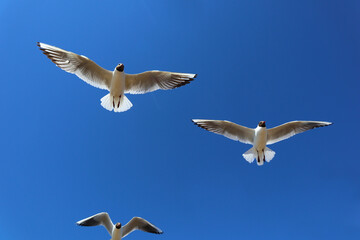 Seagulls against a clear blue sky. A group of white birds with a black heads flies freely in the air over the Gulf of Finland on a bright sunny day.