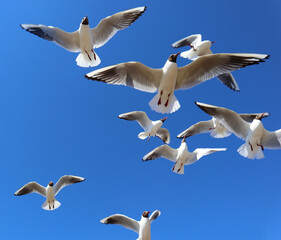 Obraz premium Seagulls against a clear blue sky. A group of white birds with a black heads flies freely in the air over the Gulf of Finland on a bright sunny day.