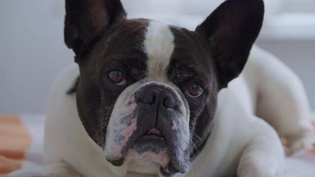 close up focused french bulldog looking camera with interest slow motion
