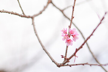 Smooth Focus pink cherry blossoms that are starting to bloom at Baan Hmong Khun Chang Khian in Chiang Mai is popular for tourists to see beautiful pink cherry blossoms blooming every winter