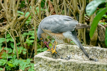 Eurasian sparrowhawk (Accipiternisus)