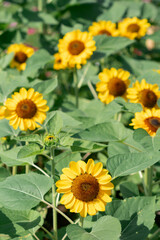 Fototapeta premium The backdrop of bright yellow sunflowers in a sunflower field that has been planted for tourists to visit and take pictures with beautiful sunflowers.Natural background with copy space for text.