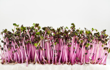 Fresh purple cabbage sprouts or microgreens with copy space