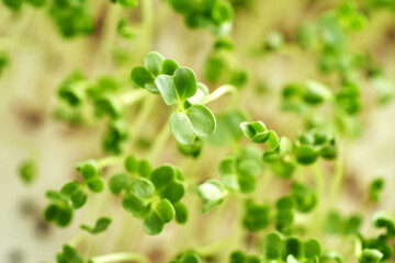 Fresh broccoli sprouts or microgreens