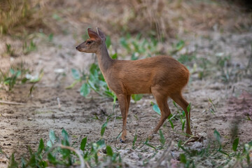  Gray Brocket,Mazama gouazoubira,Mato Grosso, Brazil