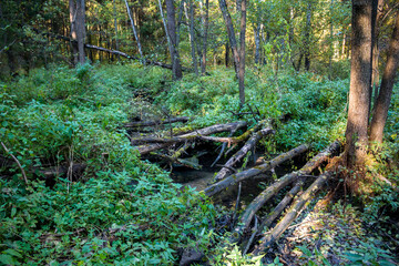 A stream flowing through a forest littered with fallen trees