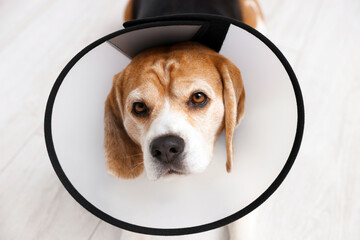Adorable Beagle dog wearing medical plastic collar indoors, closeup