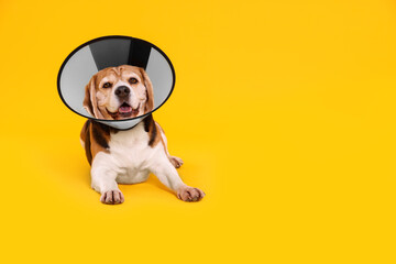 Adorable Beagle dog wearing medical plastic collar on orange background, space for text - obrazy, fototapety, plakaty