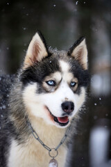 Siberian Husky dog black and white colour with blue eyes winter. 