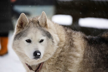 Siberian Husky dog black and white colour with blue eyes winter. 
