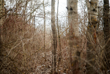 Walking in forest without snow in February