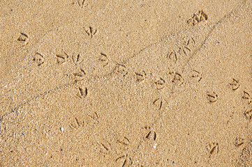 Detail of seagull track footprints in the shoreline sand in Oualidia beach (El Jadida, Casablanca-Settat, Morocco). Concept. Background.