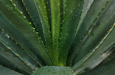 Aloe plant bush, close-up of the center of the bush. Leaves diverge to the sides. Nature