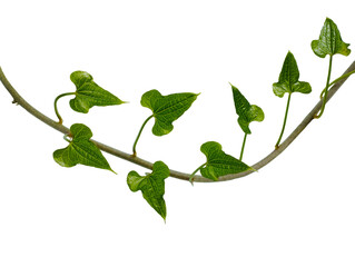 Vine of a climbing ivy plant with sharp leaves on an isolated white background