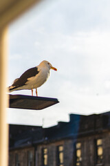 A seagull is sitting on a lamppost