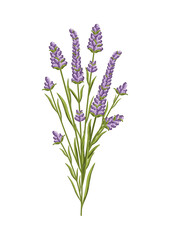 Lavender flower. Floral design for postcard, poster, ad, decor, fabric and other uses. Vector isolated illustration of fragrant French bouquet.
