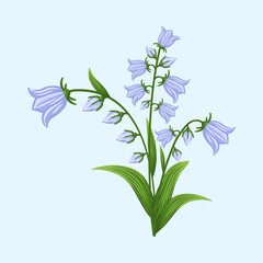 Bluebell flower. Floral design for postcard, poster, ad, decor, fabric and other uses. Vector isolated illustration of harebell flower.