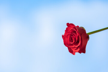 red rose on blue sky background