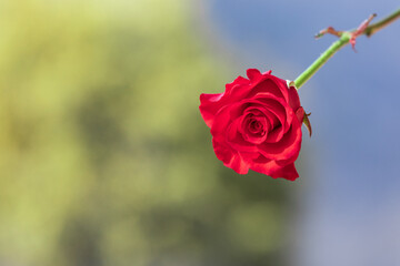 A red rose found in the garden.