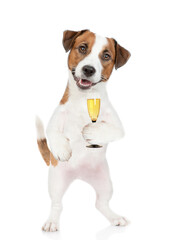 Happy Jack russell terrier puppy holds glass of champagne. isolated on white background