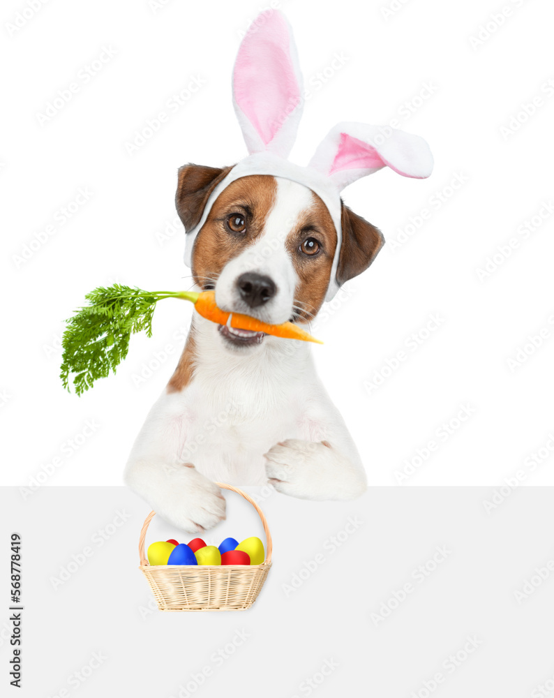 Poster funny jack russell terrier puppy wearing easter rabbits ears holds carrot in it mouth and basket of 