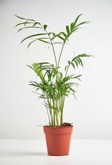 Fototapeta na wymiar Hamedorea palm in a brown pot on a white background. Indoor plants