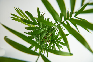 Closeup leaf decorative hamedorea palm in interior home. Concept of minimalism. Houseplants in a modern interior. Selective focus.