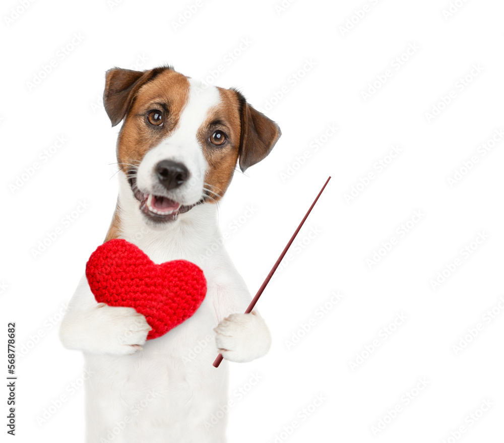 Poster cute jack russell terrier puppy holds red heart and points away on empty space. isolated on white ba