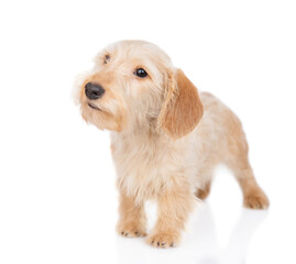 Dachshund puppy standing and looking away and up. isolated on white background