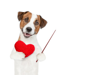 Cute Jack russell terrier puppy holds red heart and points away on empty space. isolated on white background