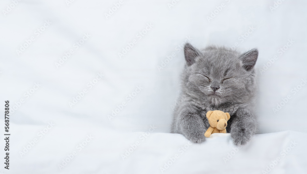 Poster cute kitten sleep with favorite toy bear under white warm blanket on a bed at home.top down view. em