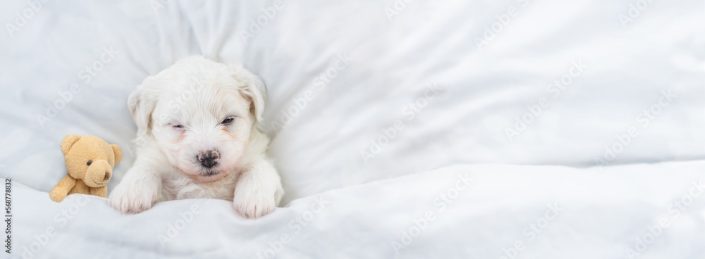 Poster tiny bichon frise puppy sleeps under white blanket on a bed at home with favorite toy bear. top down