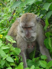 Kelingking beach, Nusa Penida, Indonesia