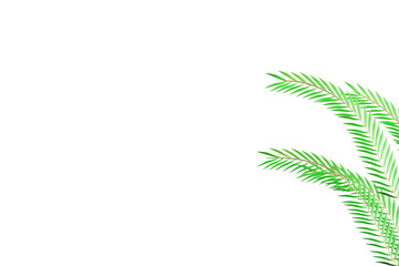  background, green, leaf, palm, illustration