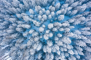 Aerial shot of fir trees covered in snow in Low Tatra mountains, Slovakia. Beauty in Nature winter background concept.