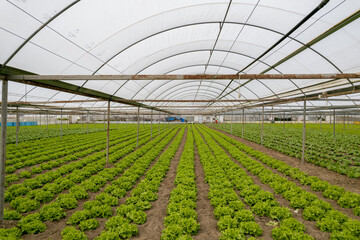Natural lettuce grown in greenhouse . Organic lettuces.