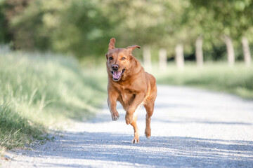 Hund beim Spaziergang im Park, Sommer in der Natur, Toller