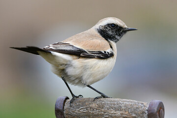 モンゴルや中国からやってくる、めったに見られない珍しい小鳥サバクヒタキ
