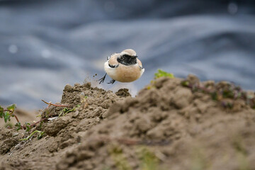 モンゴルや中国からやってくる、めったに見られない珍しい小鳥サバクヒタキ