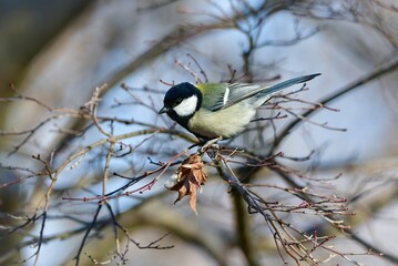 秋から冬に雑木林や公園で見られる身近なかわいい小鳥、シジュウカラ